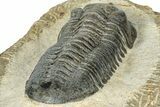 Morocconites Trilobite Fossil - Pathological Rostrum #300028-5